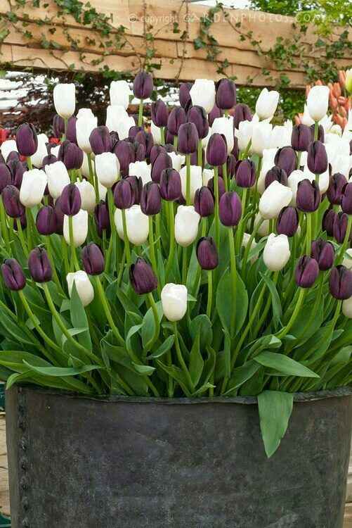 Inspiracoes na cor roxo ❤ - 7