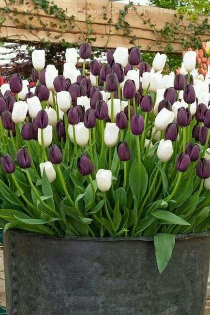 Inspiracoes na cor roxo ❤ - 7