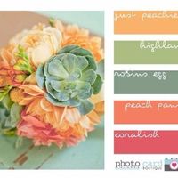 Paleta de cores 
