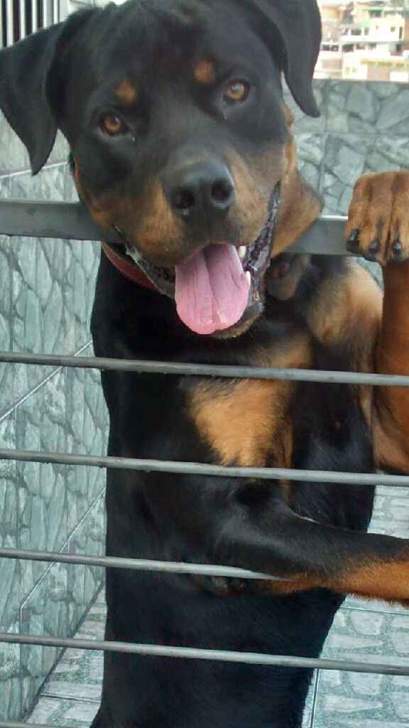 Cachorro como pajens - 1