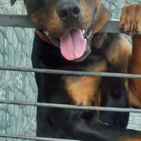 Cachorro como pajens - 1