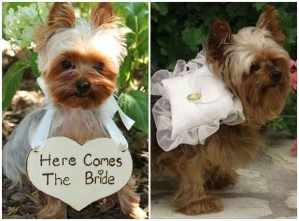 Pets no casamento - 5