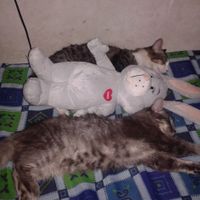 Bichinho de estimacao - 1