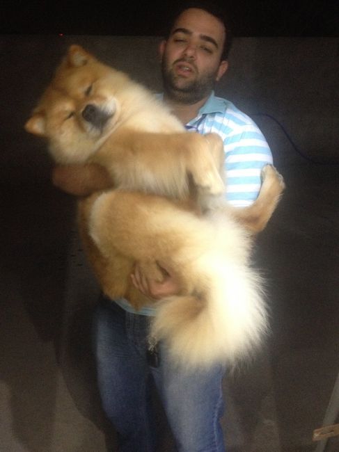 Cachorro 