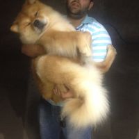 Cachorro 
