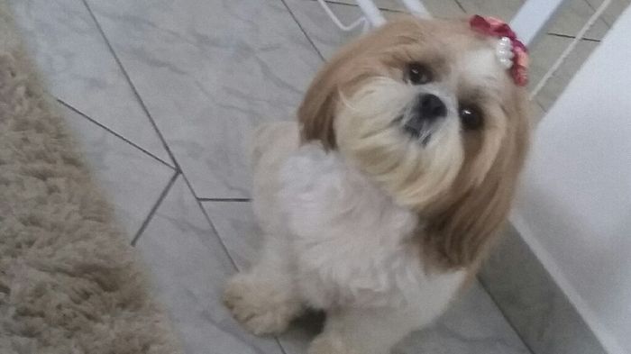 Terão animais de estimação? - 1