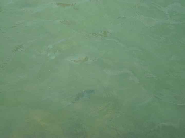 Piscina natural 