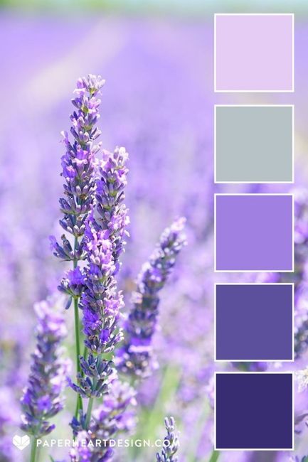 Lavanda ou Azul Tiffany? 2