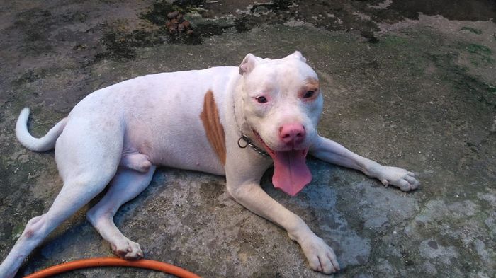Quem aqui tem um filho de quatro patas ? #vemver - 1