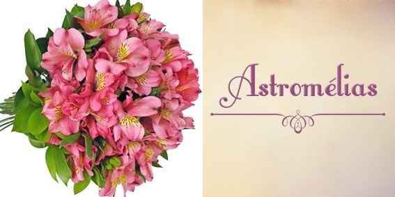 Astromélias