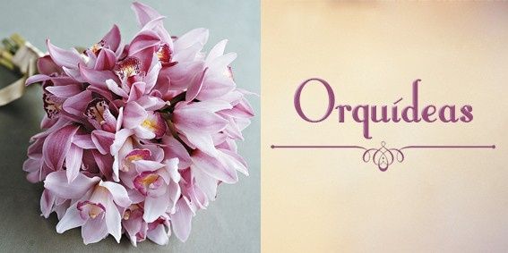Orquídeas