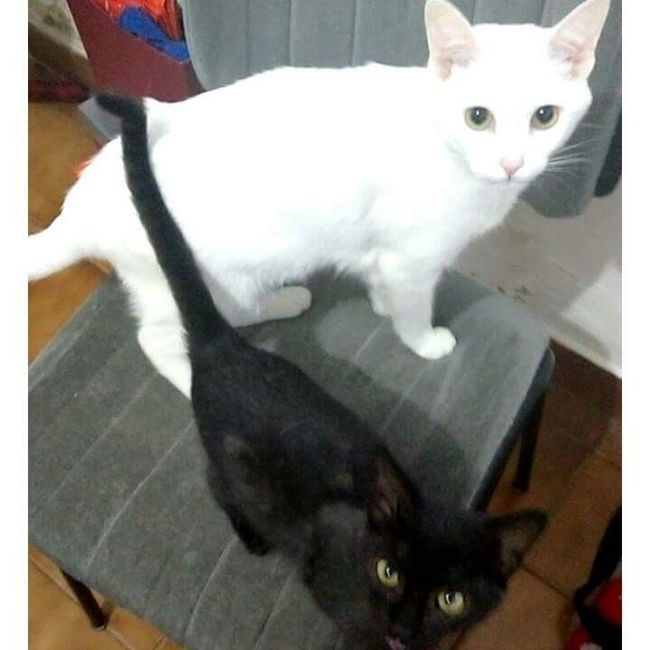 Meus bebês