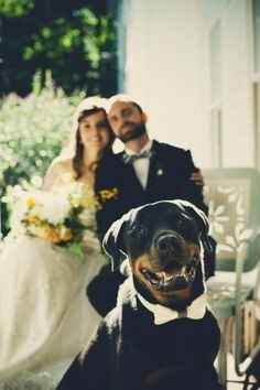 Rottweiler sorridente