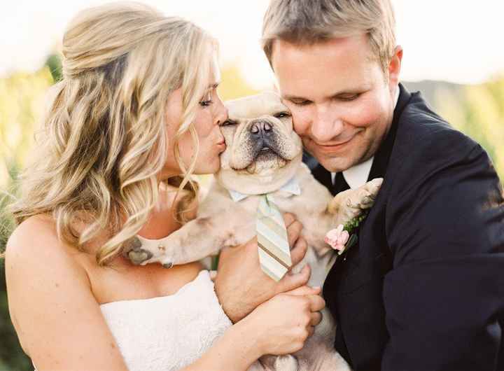 Pets no casamento
