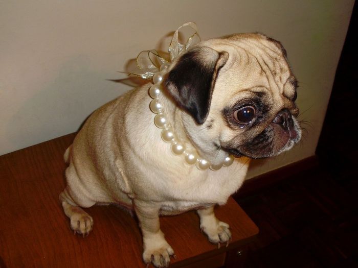 Look daminha