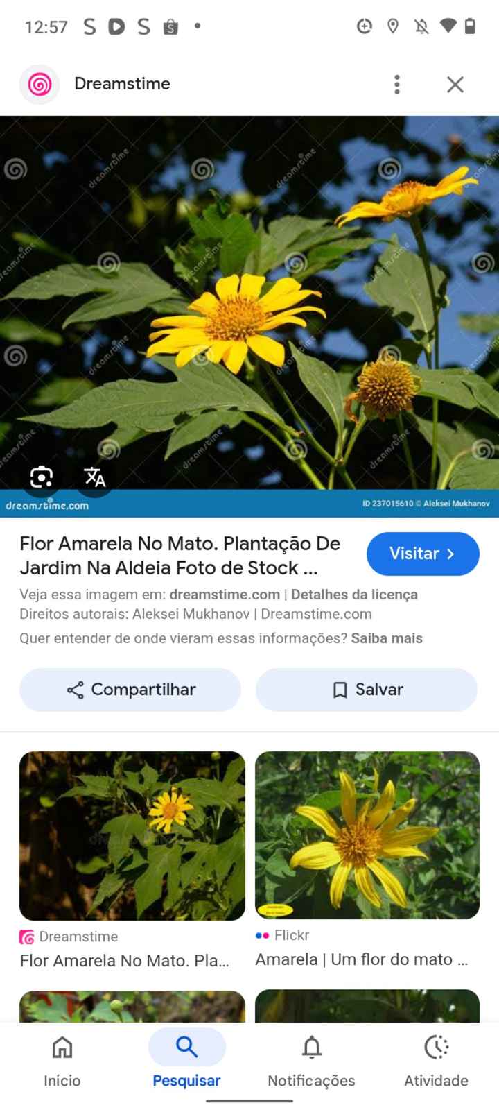Flores/decoração - 1