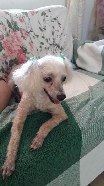 A Paçoca já está comigo desde filhote, tem 5 anos. Infelizmente acho que não vai embora junto 😭. Meu