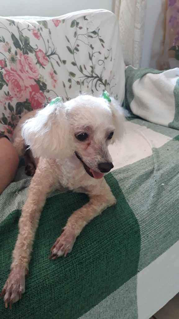 A Paçoca já está comigo desde filhote, tem 5 anos. Infelizmente acho que não vai embora junto 😭. Meu