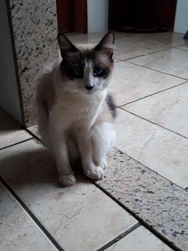 A Amora meu noivo resgatou da rua... sempre que ele passava indo trabalhar, ele fazia carinho. Um di