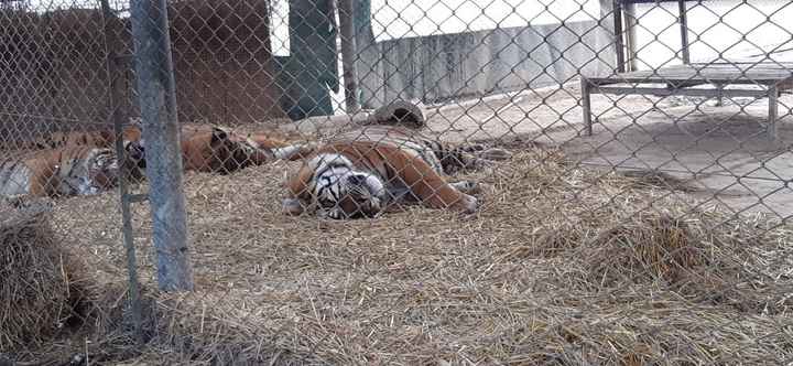 Zoo Lujan