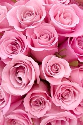 Rosas