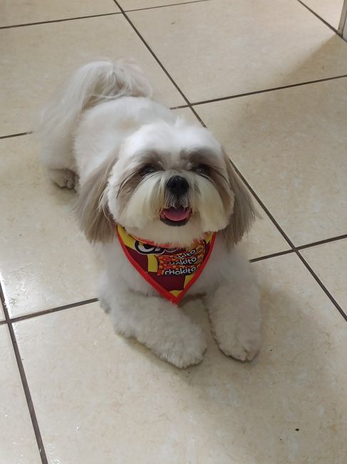 e o mascotinho da família? Como fica? 🐾 2
