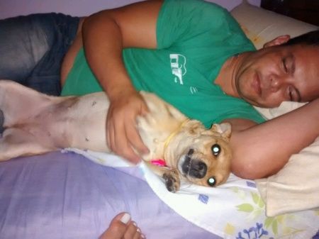 Incluir seu cachorro na cerimônia - 1