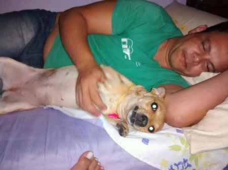 Incluir seu cachorro na cerimônia - 1
