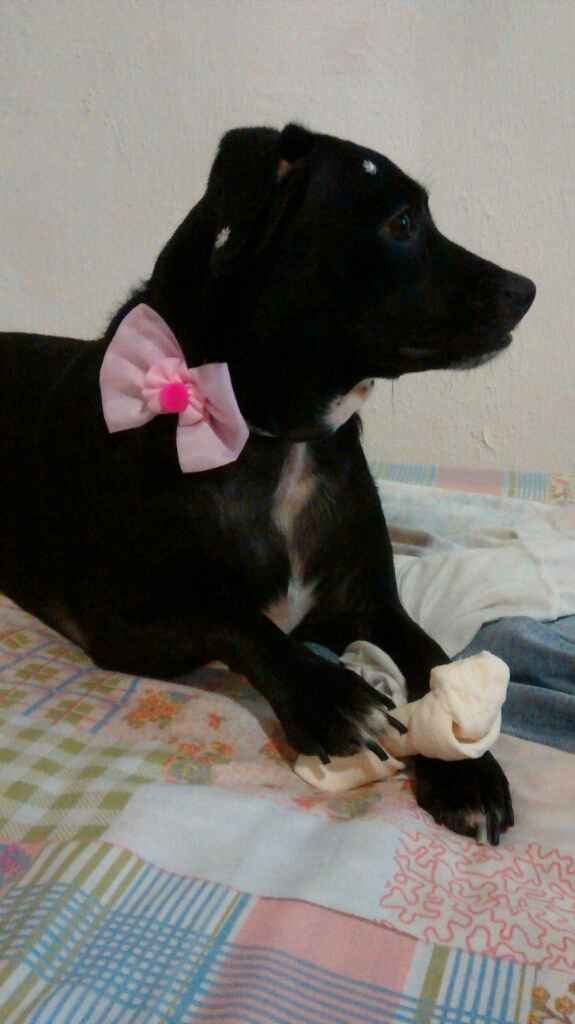 Presença vip da minha companheira de sempre minha cachorrinha  vem ver noivinhas. - 1