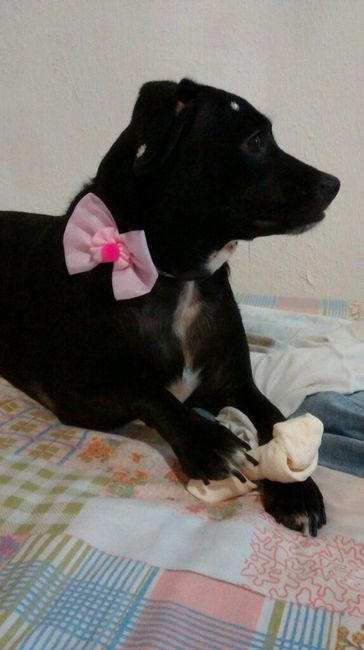Presença vip da minha companheira de sempre minha cachorrinha  vem ver noivinhas. - 1