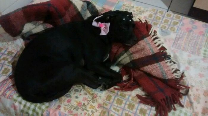 Presença vip da minha companheira de sempre minha cachorrinha  vem ver noivinhas. - 2