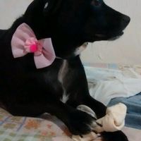 Eu também vou mamãe - 1