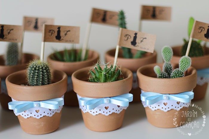 Cactos/plantinhas