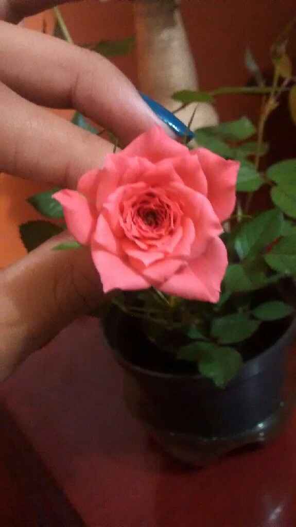 Mini rosa #vemver - 2