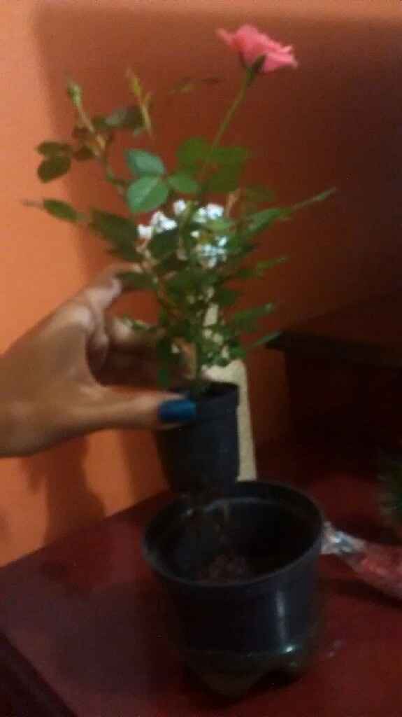 Mini rosa #vemver - 3