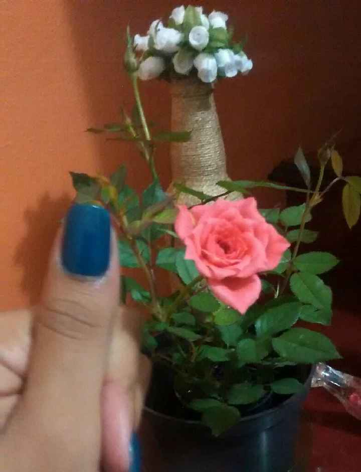 Mini rosa #vemver - 5