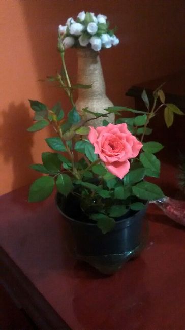 Mini rosa #vemver - 4