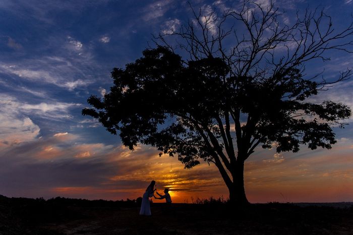 arvore do por do sol