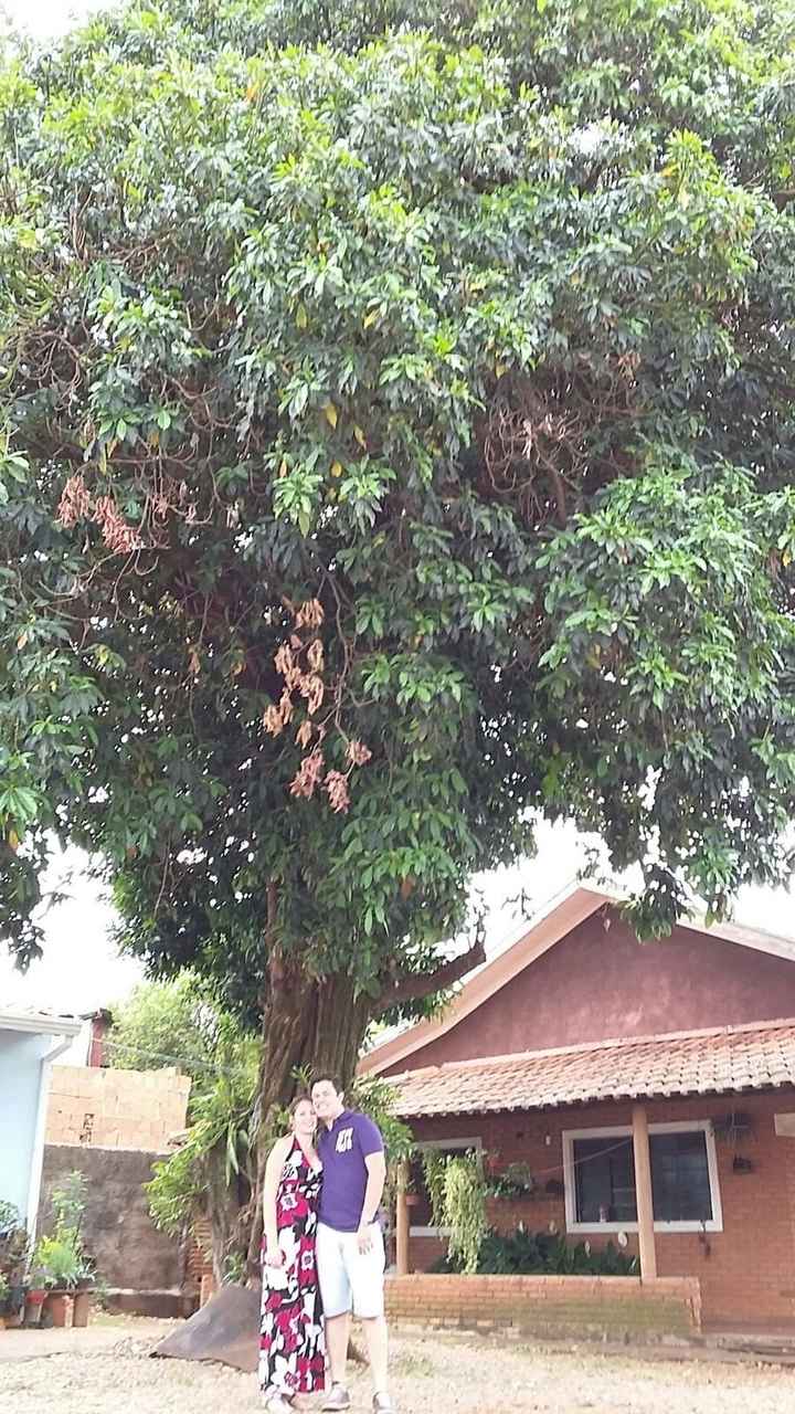 O pé de abiu e nós... 