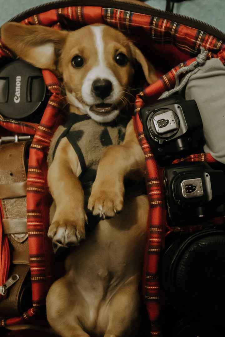 Já conversaram sobre… ter ou não ter pets? - 2