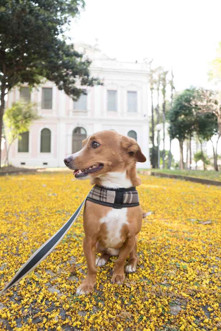 Já conversaram sobre… ter ou não ter pets? - 3