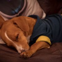 Já conversaram sobre… ter ou não ter pets? - 1