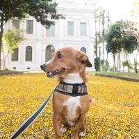 Já conversaram sobre… ter ou não ter pets? - 3