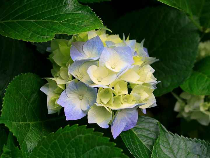 flor que me alegra sem duvidas!