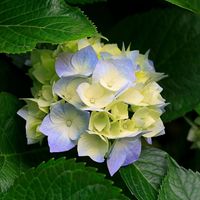 flor que me alegra sem duvidas!