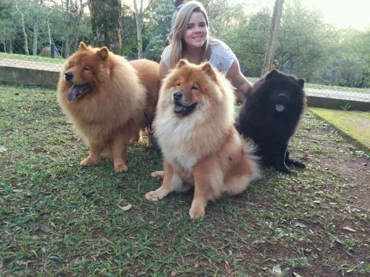 Animais na cerimônia *-* - 1