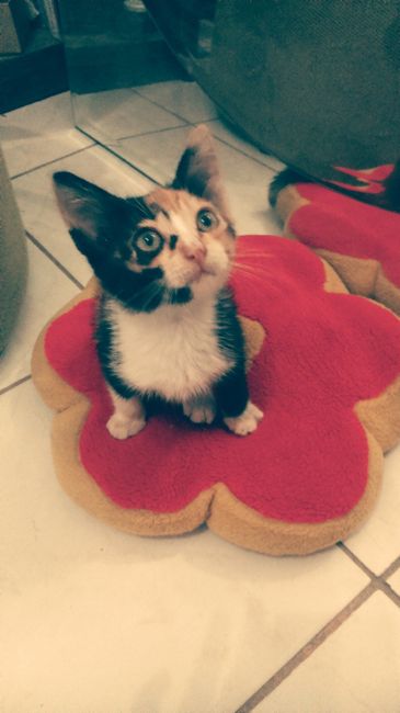 Nina, minha gata