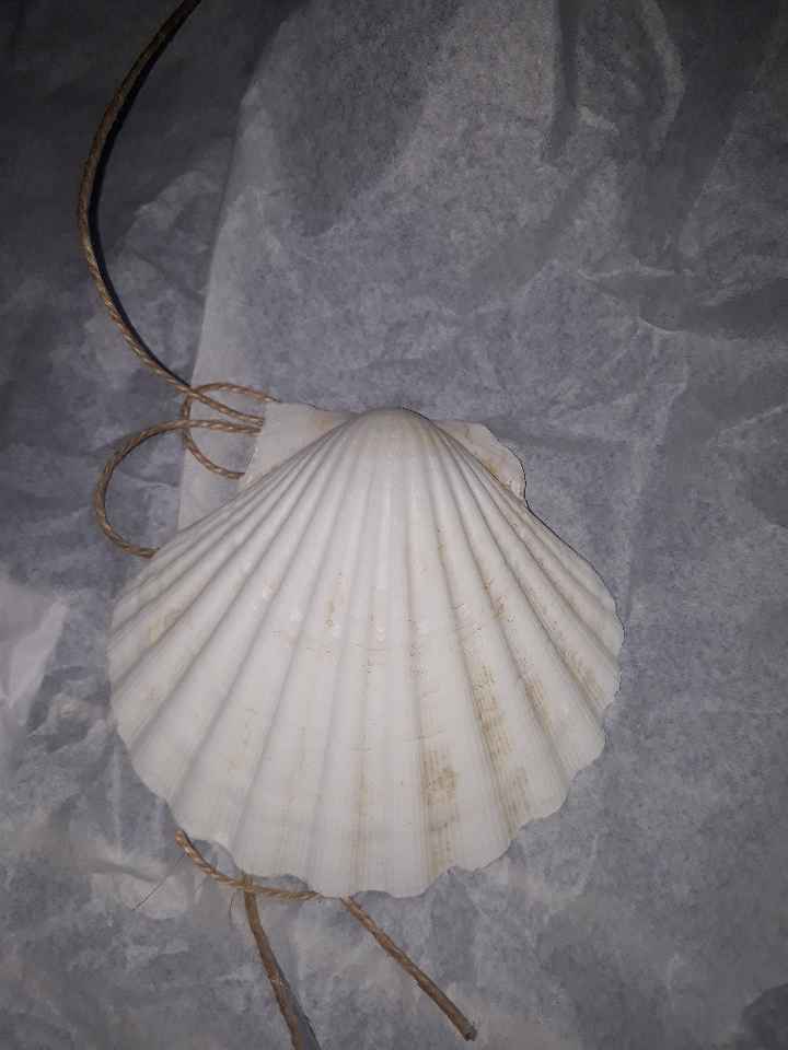 Meu porta alianças de concha chegou 😍 - 1