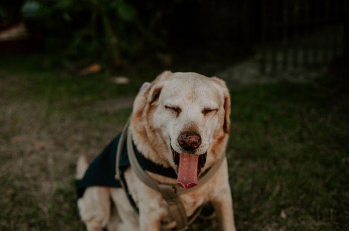 PREPARA O FOFURÔMETRO...e vem ver como incluir o seu cachorrinho no casório 🐾 - 1