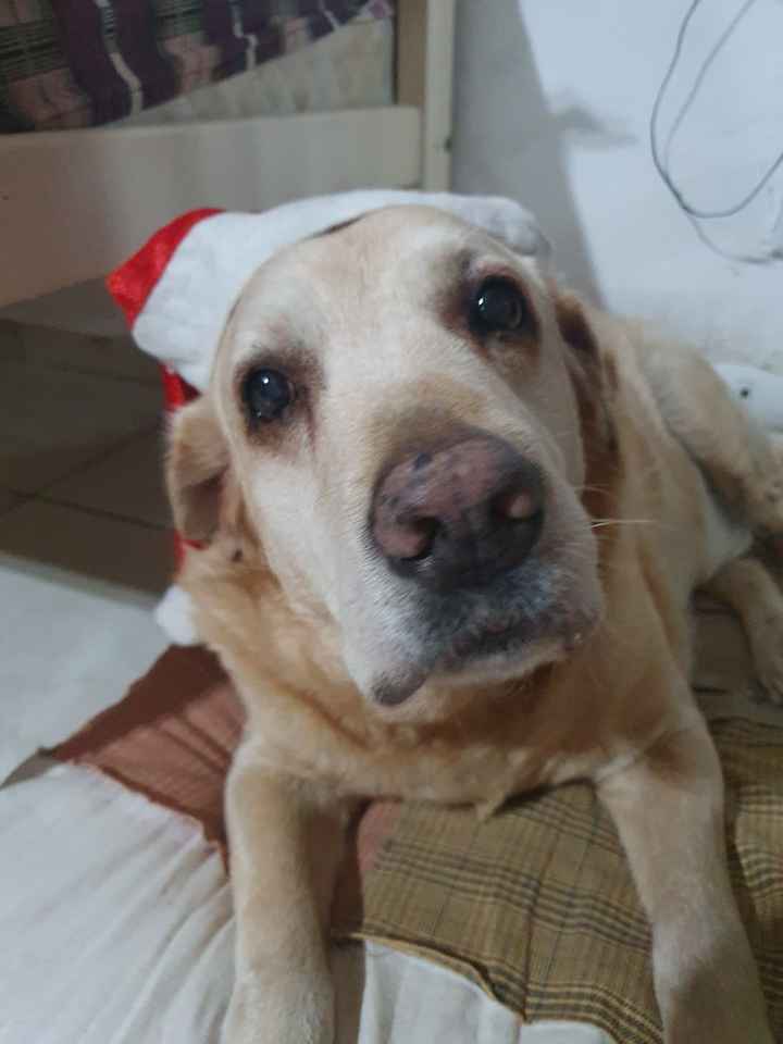 Cachorro levando alianças - 2